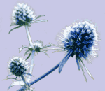 Blue Vistula thistle