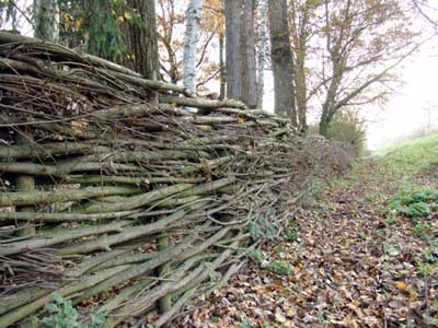 Willow-wattle fence